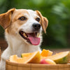 Can Dogs Eat People Food? Safe Snacks and Healthy Sharing