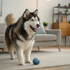 Can Dogs Eat Pepperoni? Understanding the Risks of Sharing This Popular Snack