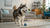 Can Dogs Eat Pepperoni? Understanding the Risks of Sharing This Popular Snack