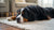 Can Dogs Eat Pistachios? Understanding the Risks and Benefits