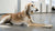 Can Dogs Eat Pizza? Understanding the Risks and Alternatives for Your Furry Friend