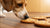 Can Dogs Eat Plain Cookies? A Comprehensive Guide for Pet Owners-140924059887