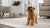 Can Dogs Eat Plums? Understanding the Risks and Benefits of This Juicy Fruit
