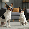 Can Dogs Eat Pork Bones? Understanding the Risks and Safe Alternatives