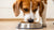 Can Dogs Eat Processed Food? Understanding the Impact of Processed Dog Diets-140138250479