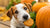 Can Dogs Eat Pumpkin Cookies? What You Need to Know About This Treat-140926550255