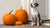 Can Dogs Eat Pumpkin Spice Cookies? Understanding the Risks and Safe Alternatives-141103562991