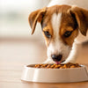Can Dogs Eat Puppy Food? Understanding Your Pet's Nutritional Needs