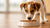 Can Dogs Eat Puppy Food? Understanding Your Pet's Nutritional Needs