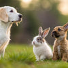 Can Dogs Eat Rabbit Food? Understanding the Dietary Needs of Our Furry Friends