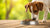 Can Dogs Eat Rabbit Pellets Food? Understanding the Risks and Reality-140133302511