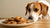 Can Dogs Eat Raisin Cookies? Understanding the Risks and Safety Measures-140924715247