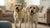 Can Dogs Eat Raisins? Understanding the Risks and Safe Alternatives