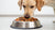 Can Dogs Eat Raw and Dry Food? A Complete Guide to Mixed Feeding-140133597423