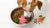 Can Dogs Eat Raw and Kibble? Exploring the Benefits and Myths of Mixing Diets