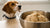 Can Dogs Eat Raw Biscuit Dough? A Deep Dive into Safety and Health Risks-141104414959