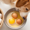 Can Dogs Eat Raw Eggs Mixed with Their Food? A Comprehensive Guide