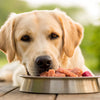 Can Dogs Eat Raw Food? A Comprehensive Guide for Pet Owners