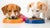 Can Dogs Eat Raw Food and Kibble? Understanding the Benefits and Best Practices