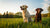 Can Dogs Eat Raw Food? Understanding the Risks and Benefits of Raw Diets for Dogs-140853281007
