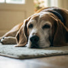 Can Dogs Eat Raw Meat? Exploring the Benefits and Risks
