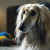 Can Dogs Eat Red Lobster Biscuits? What Every Dog Owner Should Know