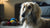 Can Dogs Eat Red Lobster Biscuits? What Every Dog Owner Should Know