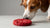 Can Dogs Eat Red Velvet Cookies? Understanding What’s Safe for Our Furry Friends