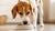 Can Dogs Eat Refrigerated Food? Understanding Your Furry Friend's Meals