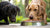 Can Dogs Eat Regurgitated Food? Understanding the Differences and What It Means for Their Health