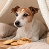 Can Dogs Eat Rib Bones? Understanding the Risks and Alternatives