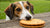 Can Dogs Eat Rich Tea Biscuits? Understanding the Implications for Your Canine Companion-140921897199