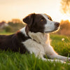 Can Dogs Eat Right After Exercise? Understanding the Best Feeding Practices for Your Furry Friend