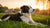 Can Dogs Eat Right After Exercise? Understanding the Best Feeding Practices for Your Furry Friend