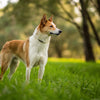 Can Dogs Eat Rotten Food? Risks and Prevention for Your Pet