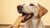Can Dogs Eat Rusk Biscuits? A Comprehensive Guide for Pet Owners-141107003631