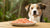 Can Dogs Eat Salmon Cat Food? Understanding the Risks and Guidelines