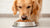 Can Dogs Eat Salmon Dog Food Every Day? A Comprehensive Guide for Pet Owners
