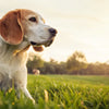Can Dogs Eat Salt in Their Food? Understanding Sodium’s Role in Canine Health