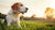 Can Dogs Eat Salt in Their Food? Understanding Sodium’s Role in Canine Health