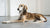Can Dogs Eat Sardines? A Comprehensive Guide to This Nutritious Treat