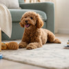 Can Dogs Eat Sausage? Understanding the Risks and Alternatives
