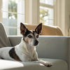 Can Dogs Eat Sausage Biscuits? Understanding the Risks and Alternatives