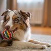 Can Dogs Eat Scallions? Understanding the Risks and Safety