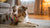 Can Dogs Eat Scallions? Understanding the Risks and Safety