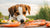 Can Dogs Eat Seafood? A Comprehensive Guide for Pet Owners