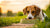Can Dogs Eat Seasoned Food? A Comprehensive Guide for Pet Owners