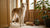 Can Dogs Eat Sesame Seeds? A Comprehensive Guide for Pet Owners