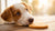 Can Dogs Eat Shortbread Biscuits? Understanding the Sweet Treat Dilemma for Our Furry Friends