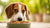Can Dogs Eat Smoked Food? Understanding the Risks and Downsides
